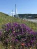 Beautiful spring flowers near the Millau Viaduct in Aveyron, S.France.
